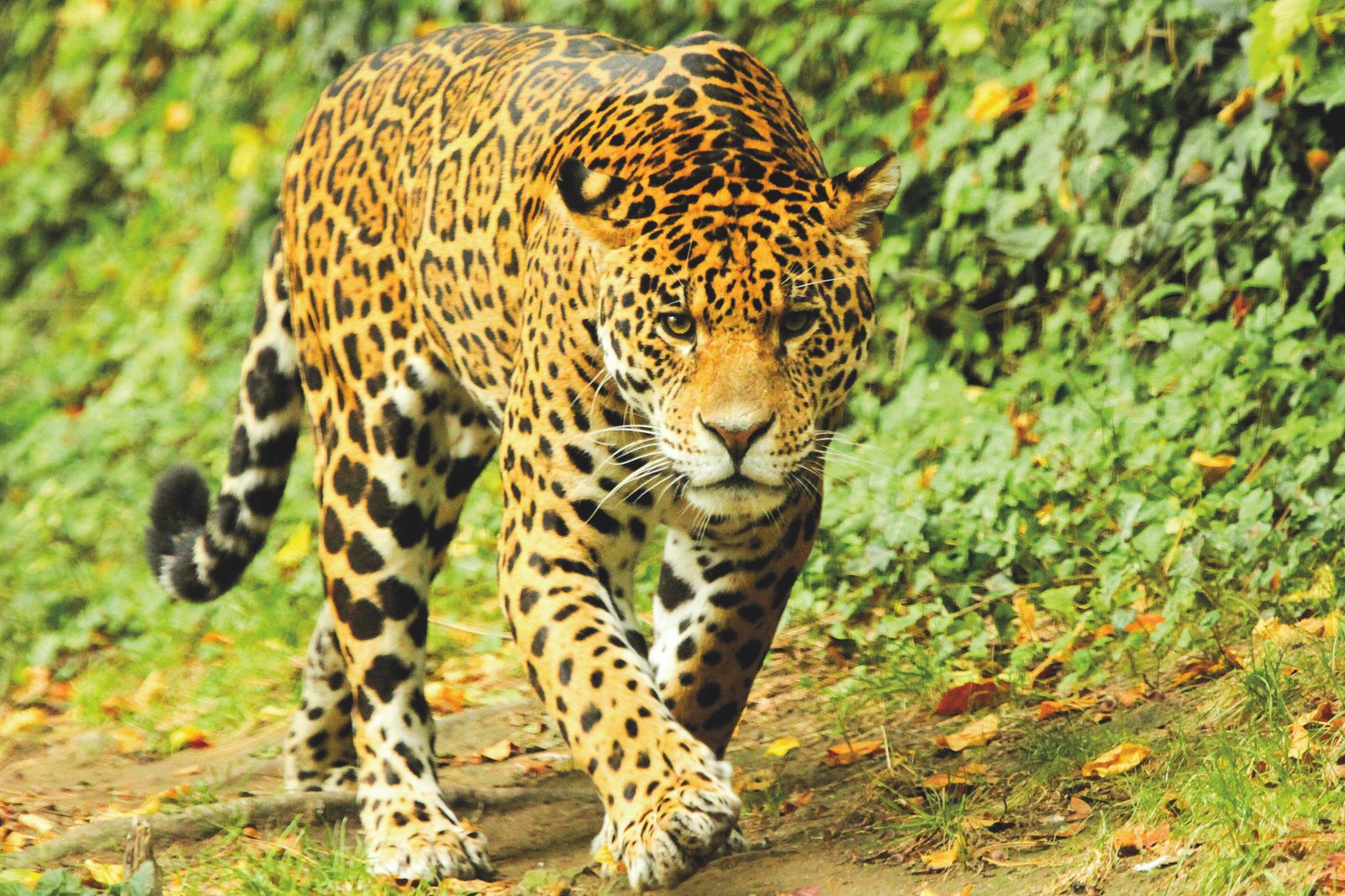 Jaguar