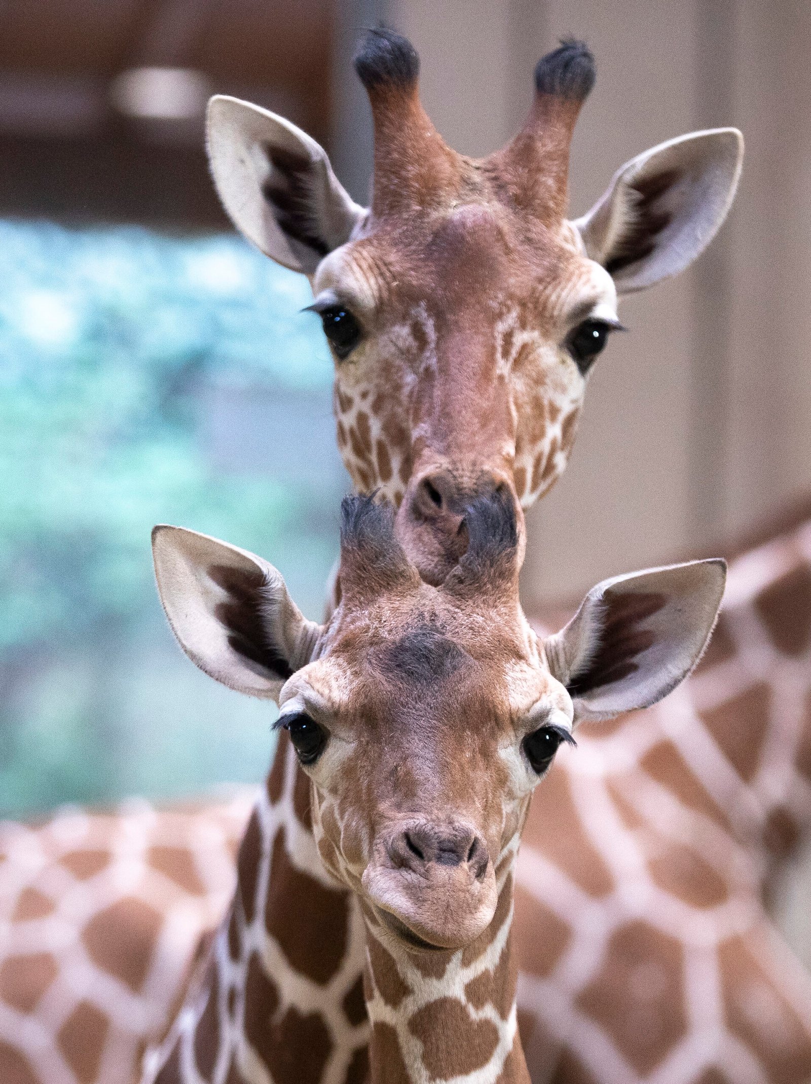 melman-maiwenn_girafes