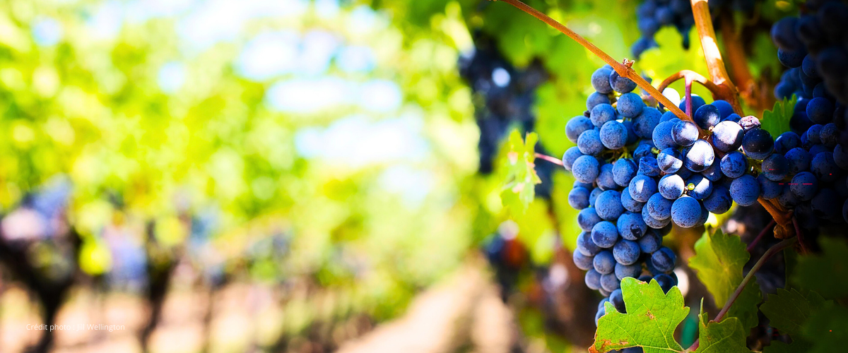 vendanges-vins-vignoble-voyages-mauger